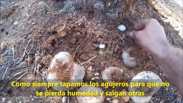 Seta parecedia al niscalo o robellon por encima Russula delica rusula blanca hongo comestible смотреть онлайн