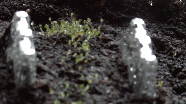 Очиток.Пять способов размножения//Лес дремучий/ ?✂? смотреть онлайн