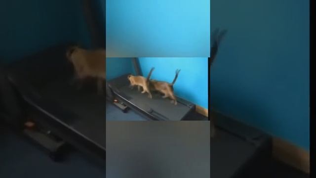 если в доме нет кота-значит в доме скукота?ржу до слез?лучшые приколы с животными! смотреть онлайн