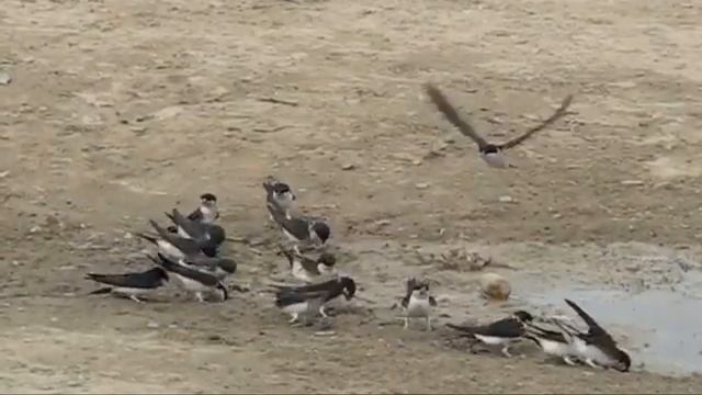 Городская ласточка - Delichon urbica.mp4 смотреть онлайн