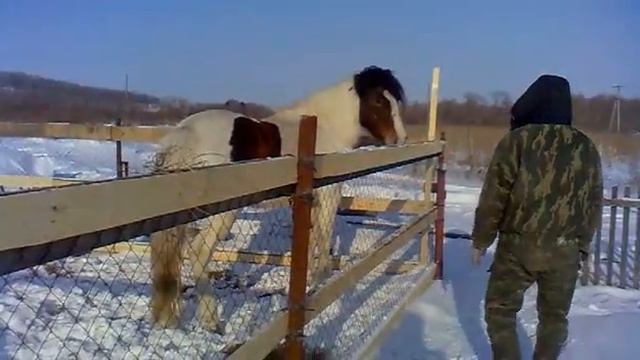 Продам кобылу(Россия,Хабаровск) смотреть онлайн