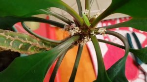 Домашние растения. Размножение Эуфорбии (Молочай Беложилковый) Часть 1-я.