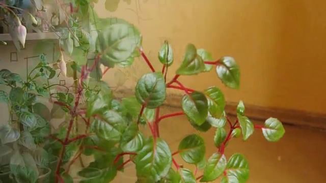 Почему не цветет Фуксия? Как заставить цвести растение! смотреть онлайн