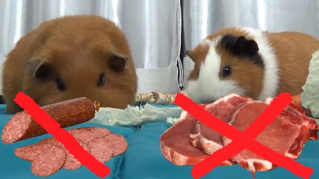 ЧТО НЕЛЬЗЯ МОРСКИМ СВИНКАМ / МОРСКИЕ СВИНКИ / УСЛОВИЕ СОДЕРЖАНИЯ / УХОД СОДЕРЖАНИЕ / #МАМАДОМА смотреть онлайн