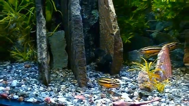 #Aquarium. Анциструс и юлидохромисы. смотреть онлайн