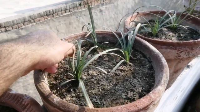 How To Grow Daffodil / Gladiolus / Tuberose In Pots.. All in One Growing Guide смотреть онлайн