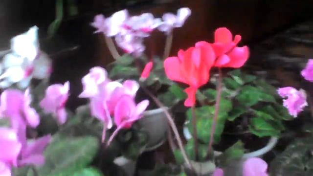 Вот какие цветы выращивает майа бабушка смотреть онлайн