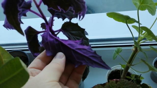 Излишки комнатных растений на февраль 2024г. смотреть онлайн