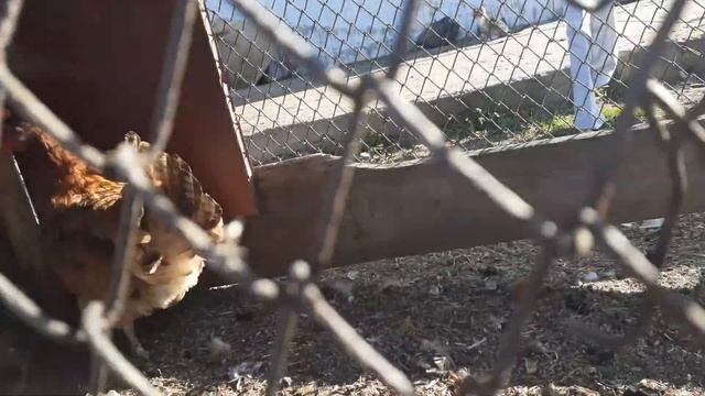 Что будет если у курицы забрать цыплёнка.