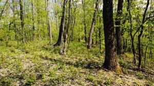 Каков поиск с металлоискателем на самом деле?