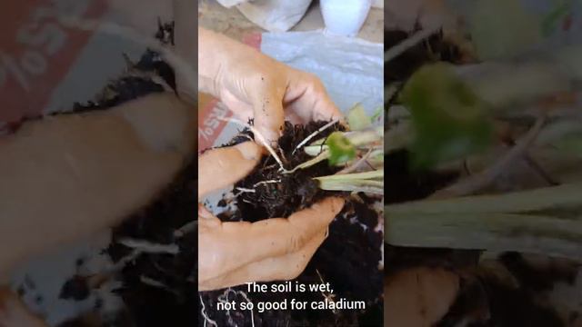 #Caladium How to divide and get more смотреть онлайн