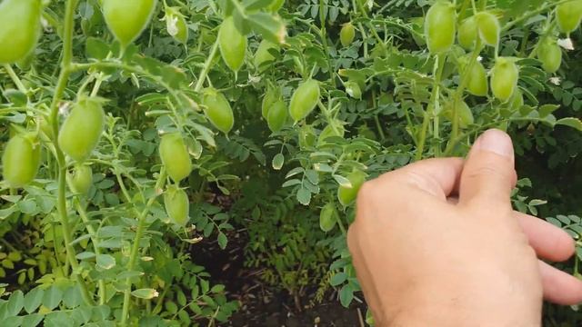 Интенсивный сорт нута Волжанин - подробный обзор.