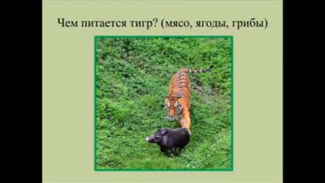 "Полосатый король тайги" смотреть онлайн