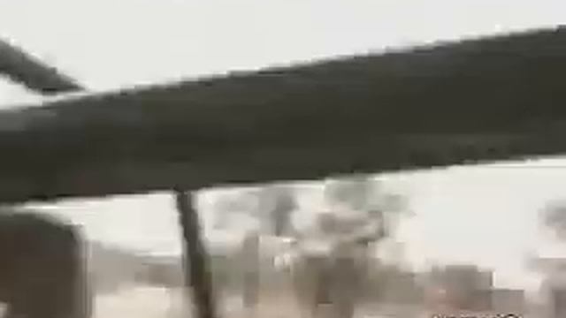 Гепард укусил человека смотреть онлайн