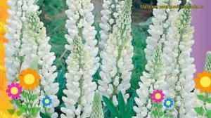 Люпин Белый (Люпин). Краткий обзор, описание характеристик, где купить семена lupinus polyphyllus