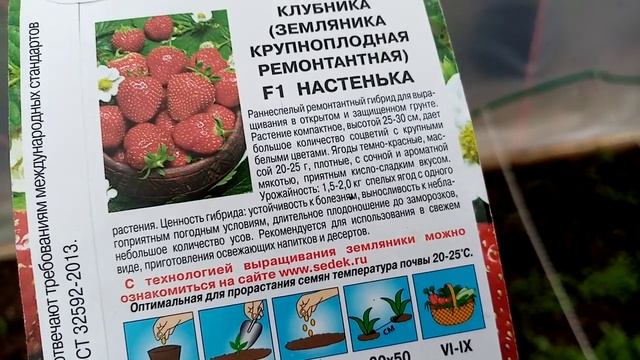 Посадка Рассады Крупноплодной Клубники Сорта "НАСТЕНЬКА".в Теплицу. 12 мая 2021г. смотреть онлайн