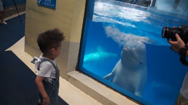 Beluga Whale Sprays Kid смотреть онлайн