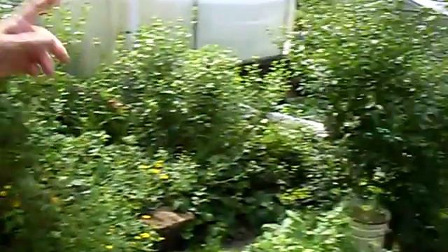 Чудесная дача в коллективном саду "Губенка" смотреть онлайн