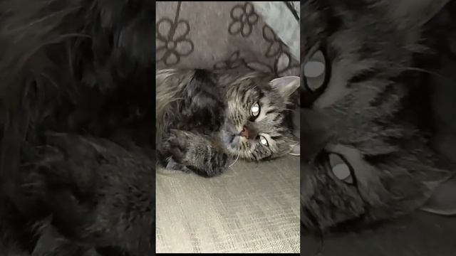 Куда спрятаться от шума соседского перфоратора - кот нашел решение смотреть онлайн