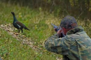 Охота осенью на глухаря с подхода! Самокрут не подвёл!