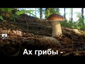 Ах грибы, грибочки