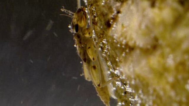 Водная жизнь - [3_26] Где Рождается вода (1080p) смотреть онлайн