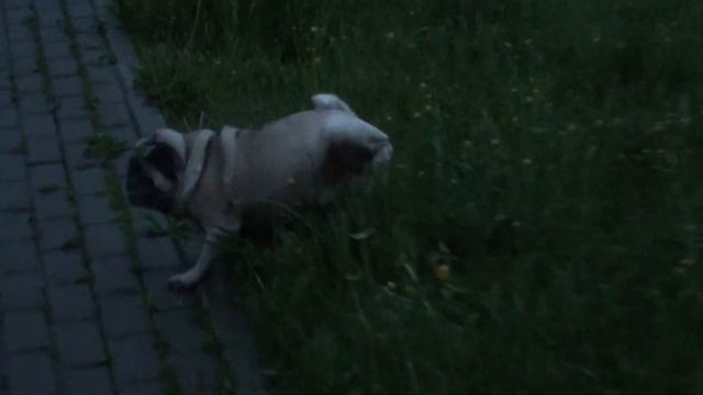 Наш верный мопс Тоша. смотреть онлайн