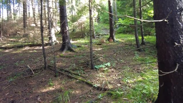Mushroom Foraging - August 7th 2021 смотреть онлайн