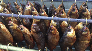 Холодное копчение рыбы своими руками. Коптильня холодного копчения