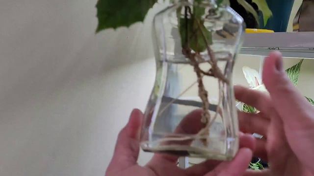 HOW TO PROPAGATE  GRAPE IVY | CARE & TIPS | ZENith BEE