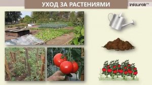 Дикорастущие и культурные растения