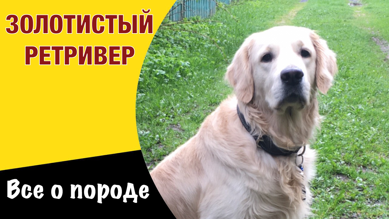 Всё о породе Золотистый Ретривер. Собака английских джентльменов. смотреть онлайн