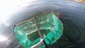 Ловля креветок тралом