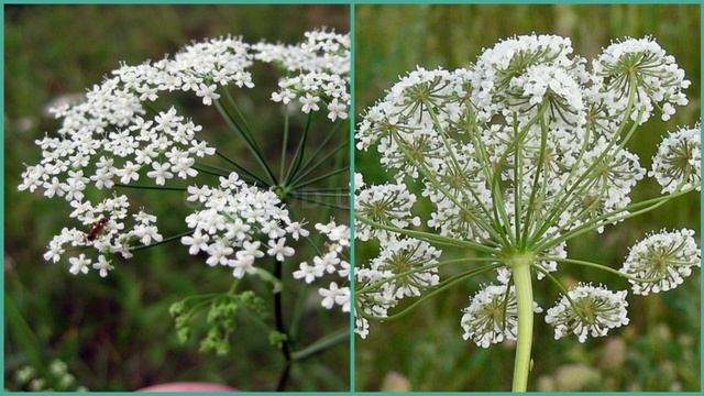 БЕДРЕНЕЦ камнеломковый. Полезные свойства, лекарственные свойства. смотреть онлайн