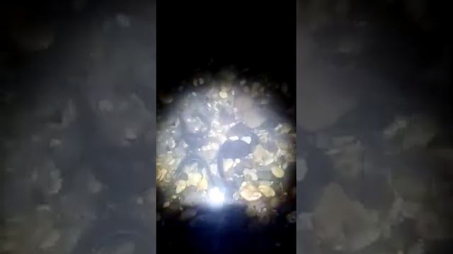 В реке появились УГРИ откуда никто не знает!!