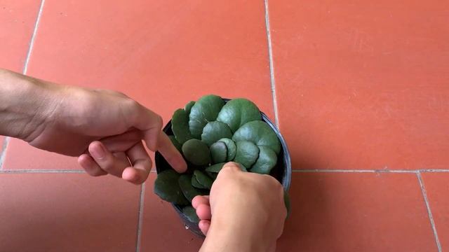 How to plant Kalanchoe | Bryophyllum calycinum смотреть онлайн