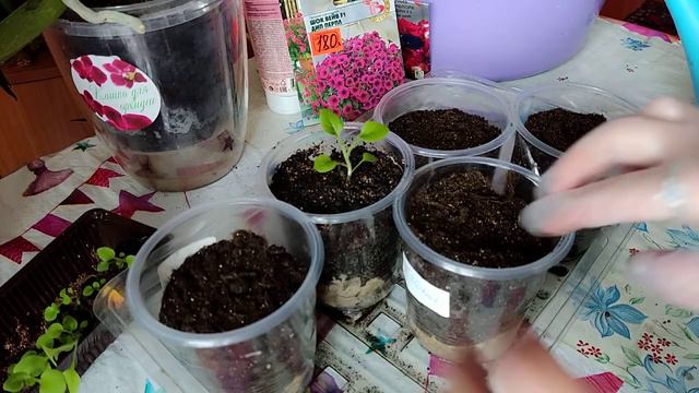 ПЕРЕВАЛКА ПЕТУНИИ! НАЧАЛО АПРЕЛЯ! смотреть онлайн