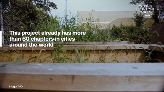 3 Innovative Solutions for Rewilding Our Cities | Green Solutions | World Economic Forum смотреть онлайн