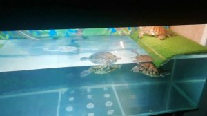 Как содержать красноухих черепах. Кого с кем заселять. Что делать если черепахи кусают друг друга