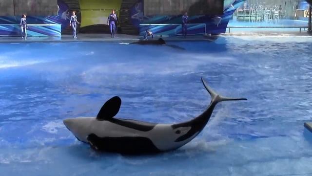 Sea World Shamu- One Ocean HD Part 5 смотреть онлайн