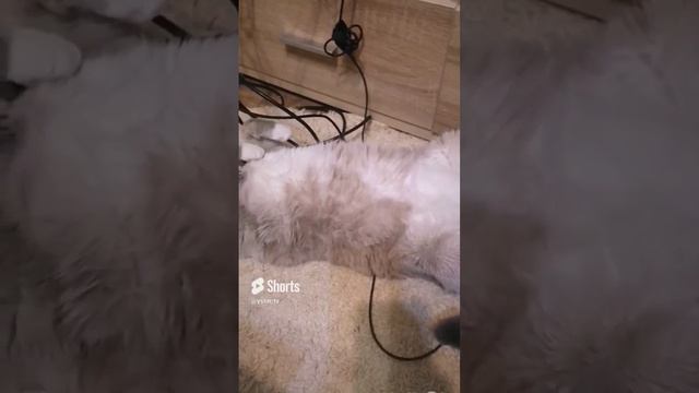 Устин и кошка Мэри отдыхают. #shorts смотреть онлайн