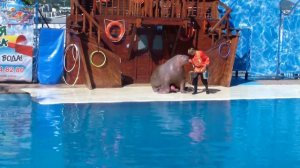 Шоу в Ялтинском Театре морских животных"Акватория" 07.06.2015. Часть 1