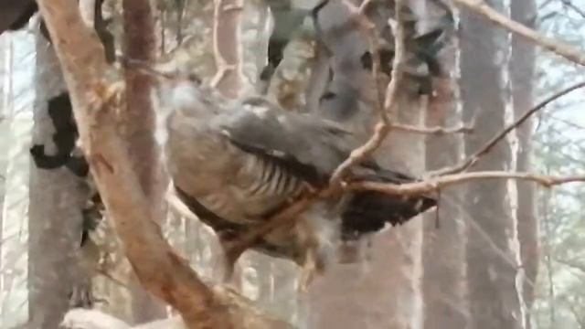 Животный мир лесов Минщины. 1 часть. смотреть онлайн