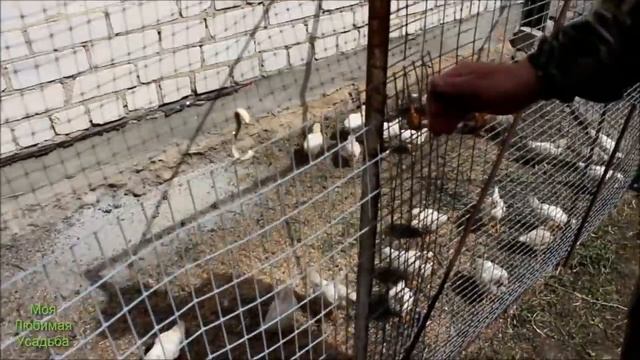 КАК СДЕЛАТЬ ВОЛЬЕР ДЛЯ ЦЫПЛЯТ//НЕОЖИДАННОЕ РЕШЕНИЕ//МОЯ ЛЮБИМАЯ УСАДЬБА смотреть онлайн