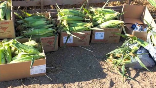 Eucharistic Congress смотреть онлайн