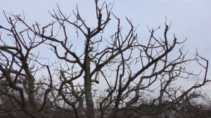 Процесс обрезки взрослого сада. Как правильно формировать сад? Обрезка плодовых деревьев.