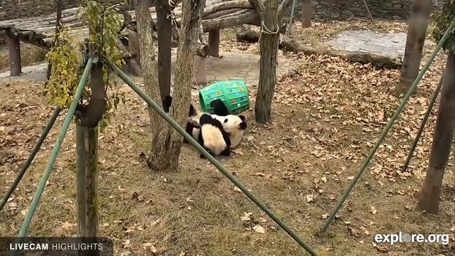 Панды играют смотреть онлайн