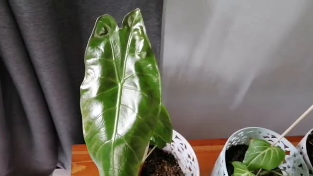 Alocasia plant that leaves look like plastic смотреть онлайн