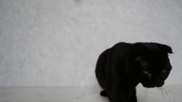 Котик, скоттиш-фолд, чёрный смотреть онлайн