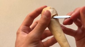 КЛЫКИ | ПРАКТИКА | МОДЕЛИРОВАНИЕ ЗУБОВ | ЧАСТЬ 5